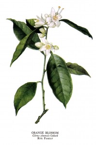Citrus_sinensis