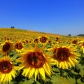 girasoli LIF